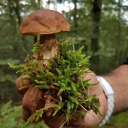 Bed & Breakfast Il Vicoletto 3*