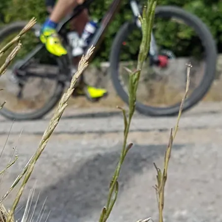 Il Vicoletto 3* Frascineto