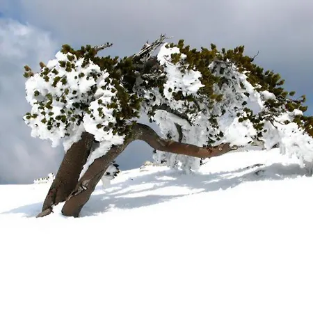 Il Vicoletto Couette-café Frascineto