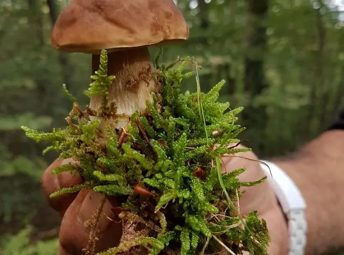 Frühstückspension Il Vicoletto 3*