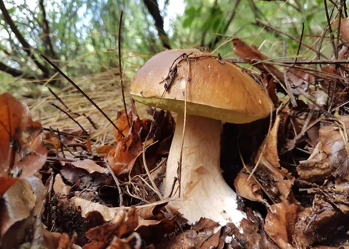 Il Vicoletto Alojamento de Acomodação e Pequeno-almoço Frascineto