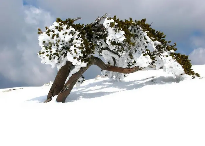 Il Vicoletto Frühstückspension Frascineto